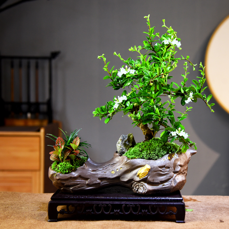 造型福建茶盆栽观赏植物桌面绿植摆件室内客厅办公装饰植物盆景