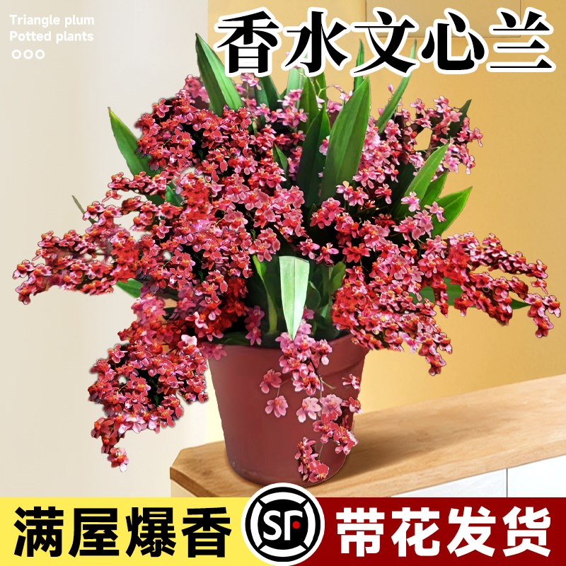 文心兰盆栽带花苞开花香水梦香兰室内绿植物阳台兰花花卉秋冬好养