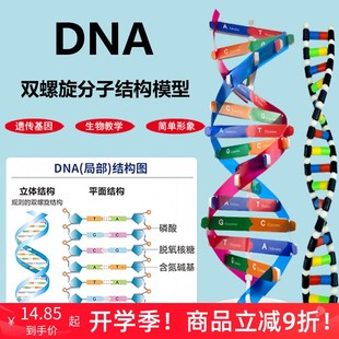 DNA双螺旋结构模型小学科学初高中生物教学实验器材分子结构模型