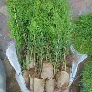 侧柏苗扁柏树苗柏树苗龙柏苗香柏圆E柏荒山造林绿化苗木带土发货