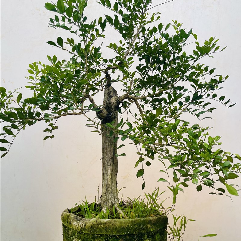 九里香盆栽老桩庭院阳台四季花七里香千里香室内室外浓香型