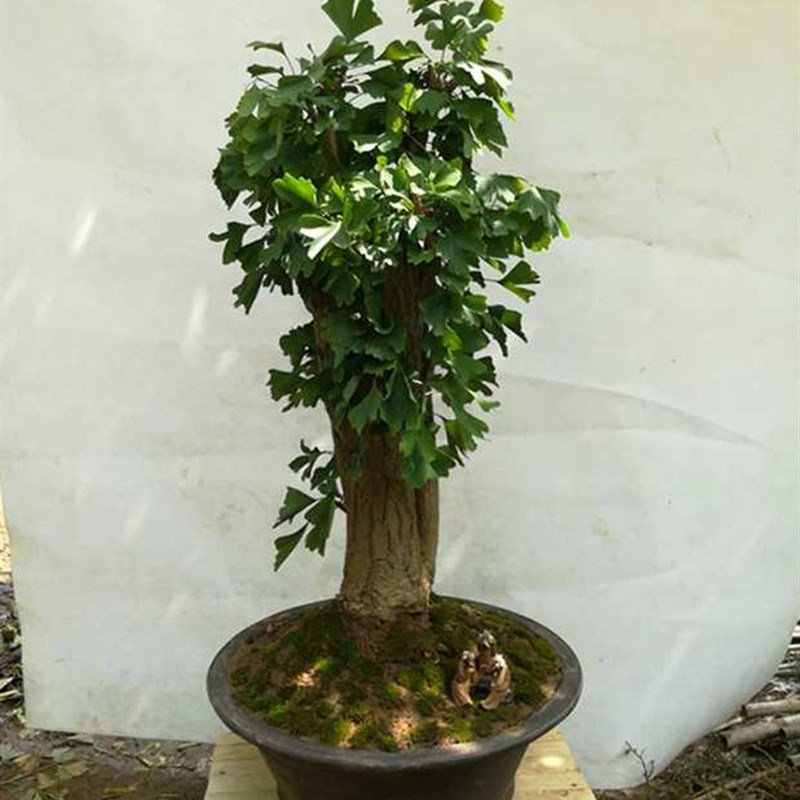 银杏盆景树桩盆栽老桩中小型绿植树苗盆景微型小桩造型白果