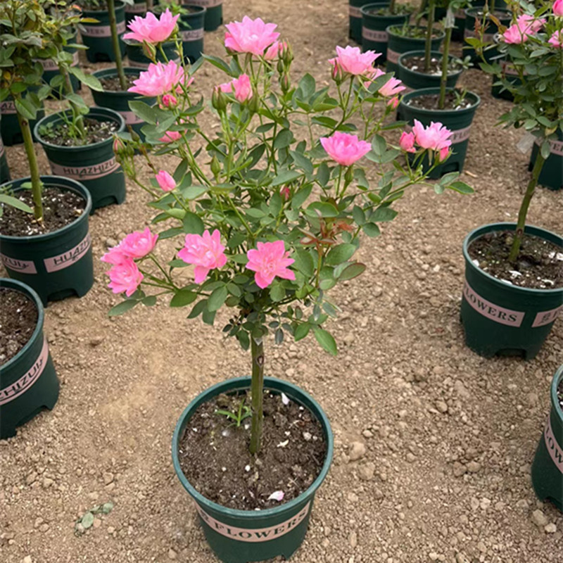 树状月季大花高杆嫁接棒棒糖型树桩盆栽四季开花别墅庭院浓香花卉