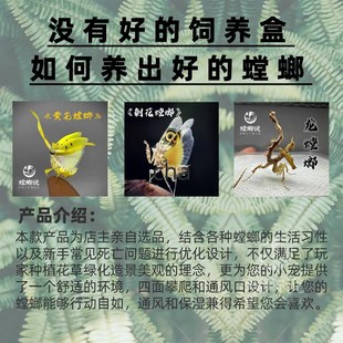 鸣虫生态饲养盒造景别墅鸣虫盒昆虫盒跳蛛蝈蝈螳螂饲养盒螳螂说