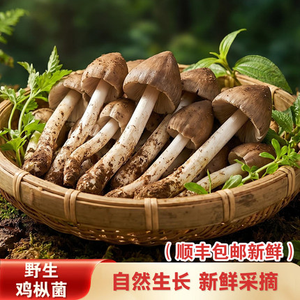 新鲜野生鸡枞菌野生菌特产鲜火把菌鸡枞