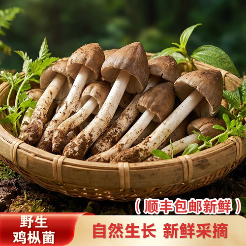 新鲜野生鸡枞菌野生菌特产鲜火把菌鸡枞