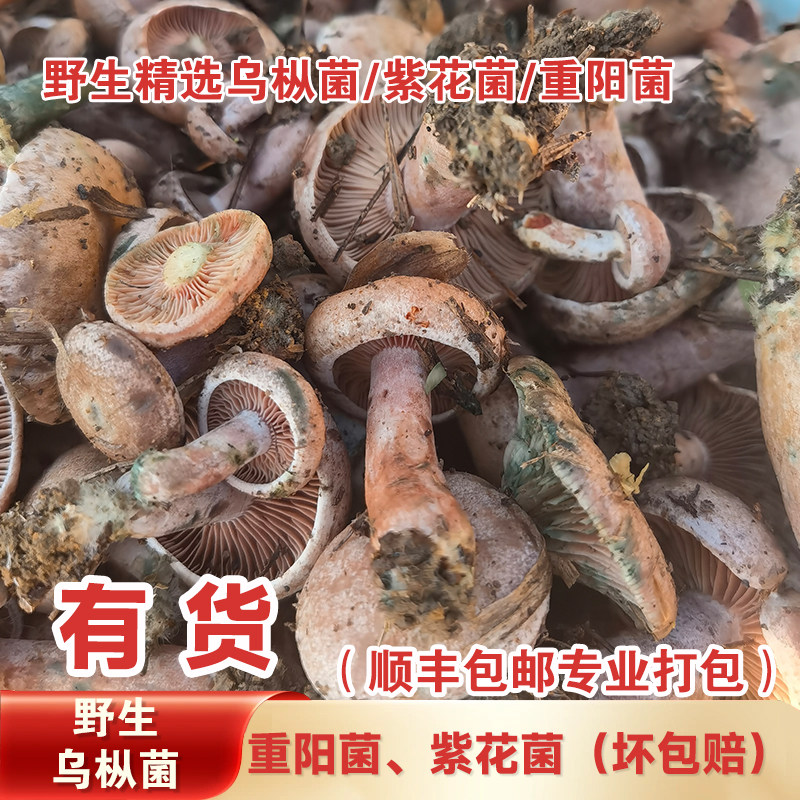 湖南野生枞树菌新鲜乌枞树菌菇重阳松树寒菌三九菇雁来蕈紫花菌