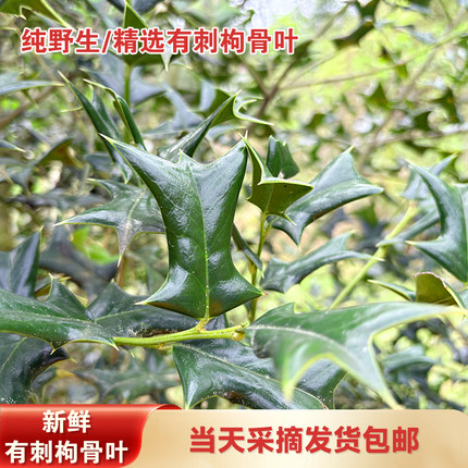有刺枸骨叶中药材猫儿刺泡茶泡水正品功劳叶狗骨草老鼠刺新鲜包邮