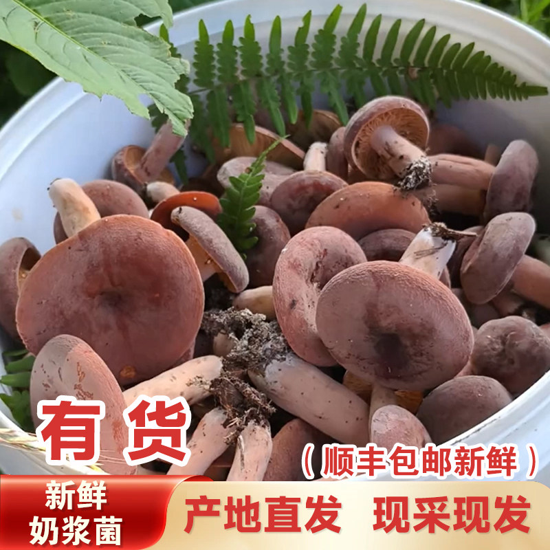 贵州大山当季新鲜奶浆菌