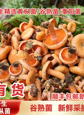 湖南野生黄枞菌乌枞菌新鲜蘑菇寒菇重阳菌松树菌三九菇雁来蕈