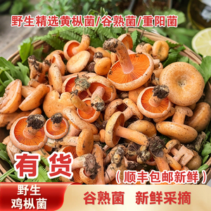 湖南野生黄枞菌乌枞菌新鲜蘑菇寒菇重阳菌松树菌三九菇雁来蕈