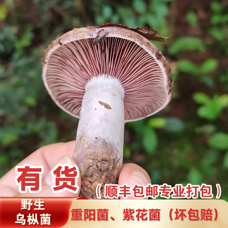 湖南野生枞树菌新鲜乌枞树菌菇重阳松树寒菌三九菇雁来蕈紫花菌