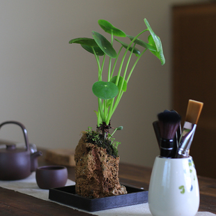 镜面草水培假山附石盆栽桌面创意微景观绿植办公室禅意庭院室植物