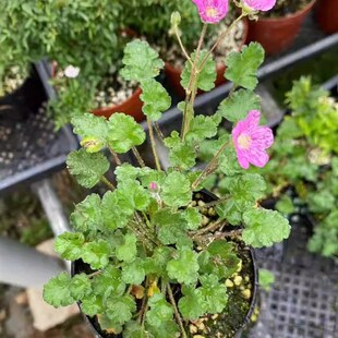 姬风露草屋久岛堇花叶糖芥迷你山野草微景观迷你桌面盆栽四季开花