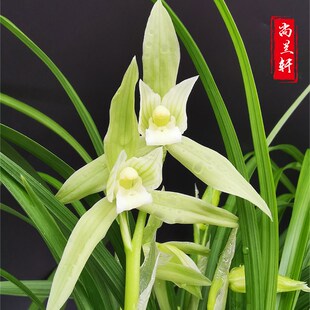 【隆昌素】春剑原生种兰花苗朱德素浓香型优质苗