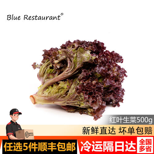 【蓝餐厅】红叶生菜500g罗莎红