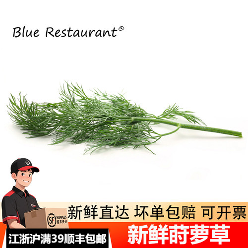 泰国新鲜莳萝草香料Dill刁草