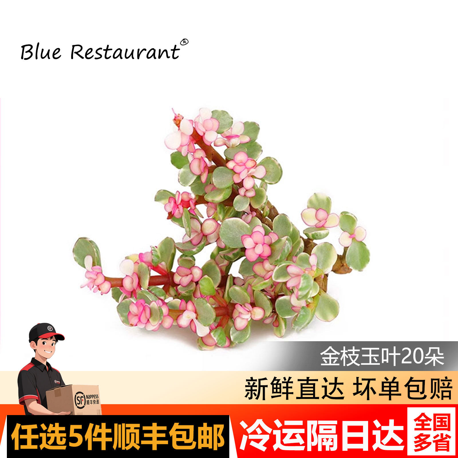 新鲜金枝玉叶马齿苋雅乐