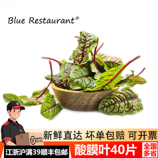 新鲜红脉酸膜叶可食用酢浆草酒店摆盘装饰点缀