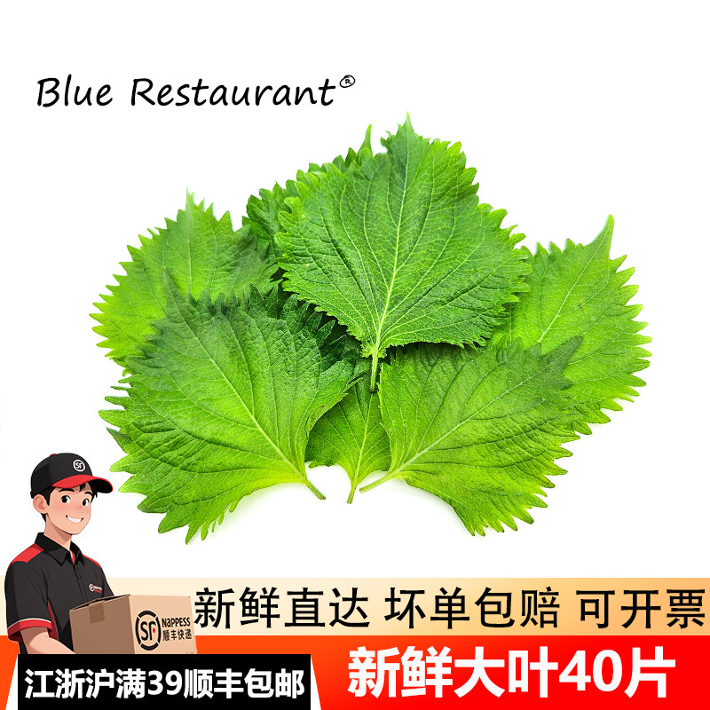 苏子叶大叶40片餐饮冷盘