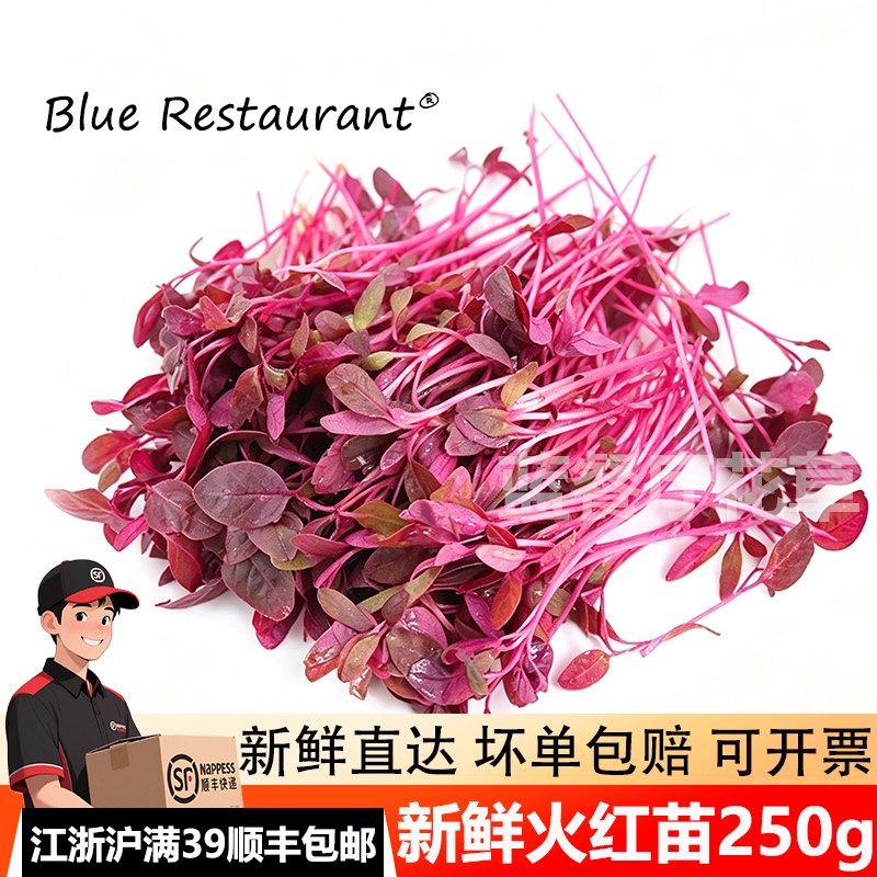 火红苗餐饮冷菜点缀食用芽苗菜