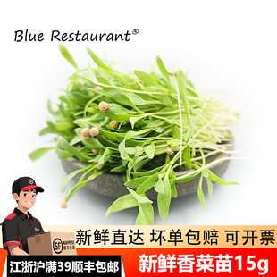 可食用香菜苗 新鲜芽苗菜15g 餐厅酒店餐饮私房菜冷盘摆盘装饰苗