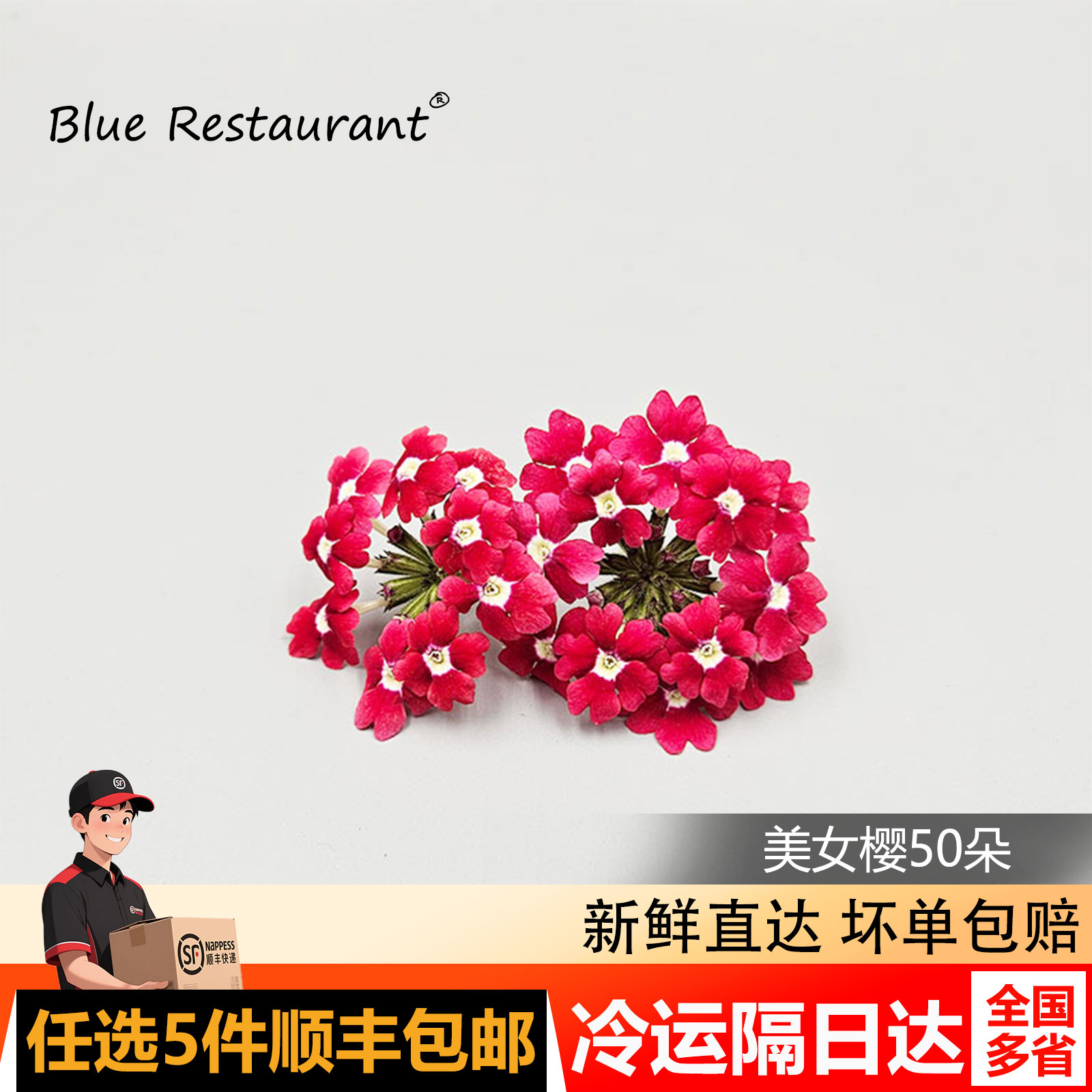 新鲜美女樱50朵冷盘创意摆盘