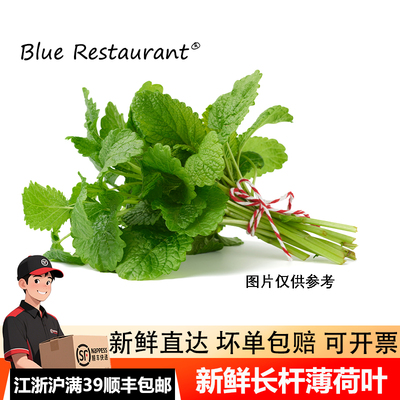 蓝餐厅新鲜薄荷叶500g