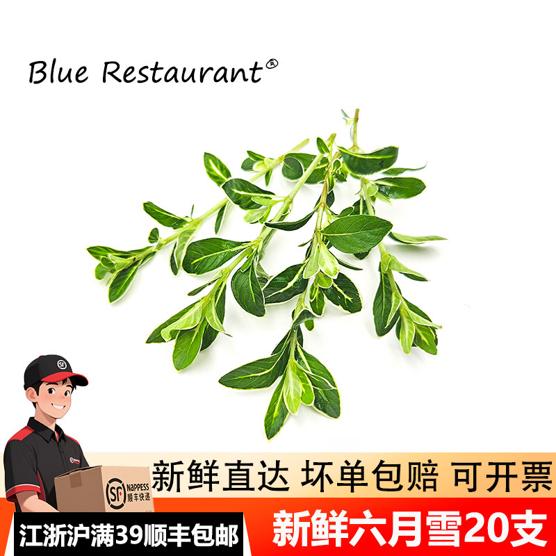 六月雪绿叶餐厅装饰植物