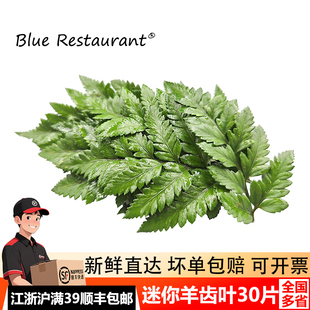 新鲜高山羊齿叶芒叶杨子叶草蕨西餐摆盘装饰花草烘焙装饰叶子