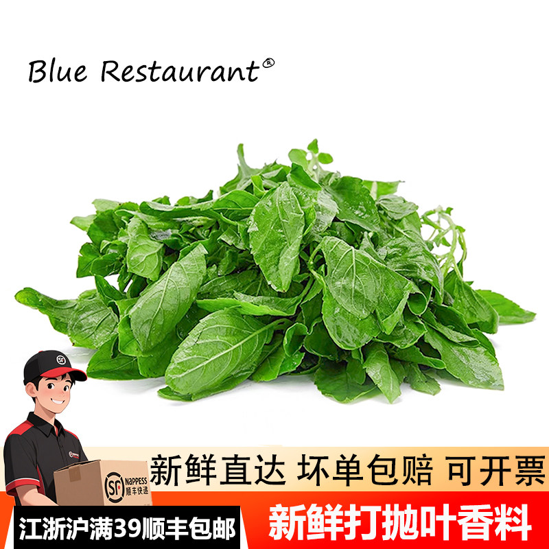 新鲜甲抛叶打抛叶塔抛叶泰国香料