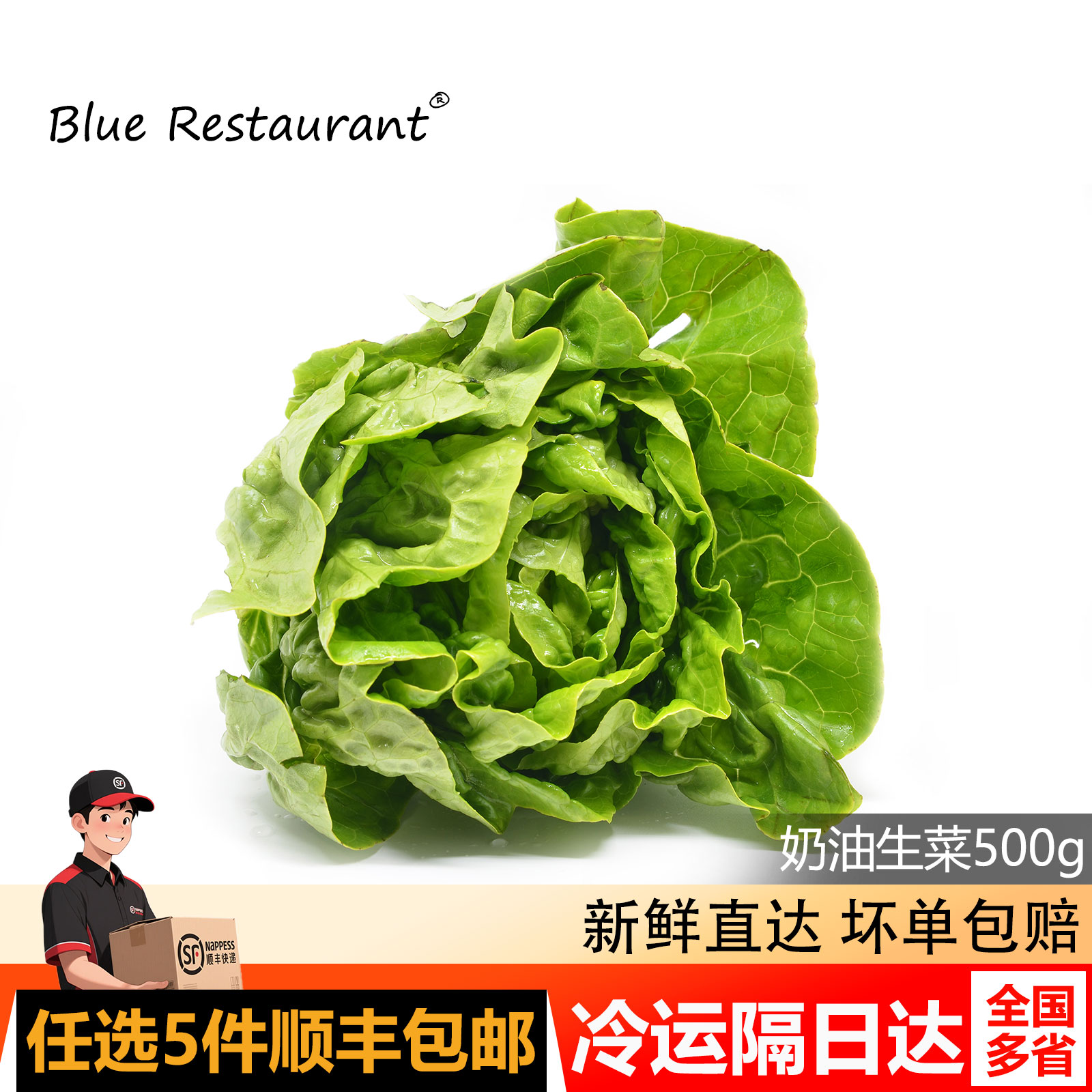 蓝餐厅奶油生菜500g波士顿生菜