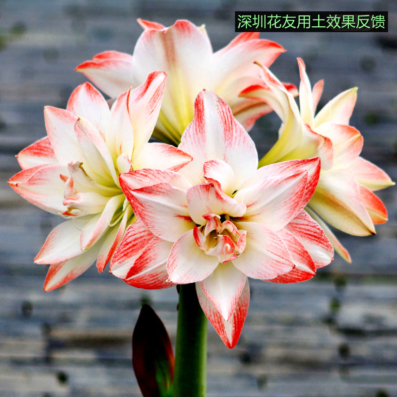 朱顶红专用土球根花卉培植土弱酸性种球通用型营养土养花特配热销,鲜花速递/花卉仿真/绿植园艺,介质/营养土,淘宝优惠券,粉丝福利购,淘宝优惠卷