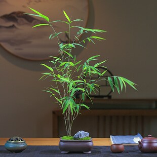 精品内门竹盆栽名贵门内竹室内庭院绿植四季常青好养易活竹子盆景