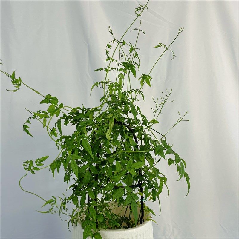 素馨花盆栽多花花卉室内阳台庭院四季易活懒人花爬藤藤蔓绿植花卉,鲜花速递/花卉仿真/绿植园艺,造型盆景,淘宝优惠券,粉丝福利购,淘宝优惠卷