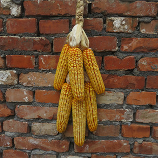 五谷丰登挂饰农家乐干玉米棒子农作物装饰玉米穗带皮真玉米串挂件