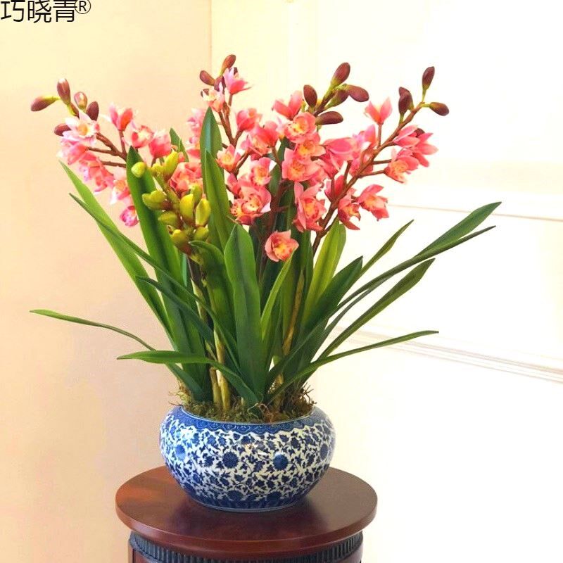 花卉大全 好养易活 兰花浓香 一杆多花四季开花花卉盆栽绿植红巧