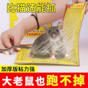 老鼠贴强力粘鼠板超强家用室内厨房一窝端加厚胶引诱耗子克星