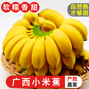 广西小米蕉香蕉新鲜水果小香芭蕉当季苹果蕉整箱自然熟青蕉包邮5