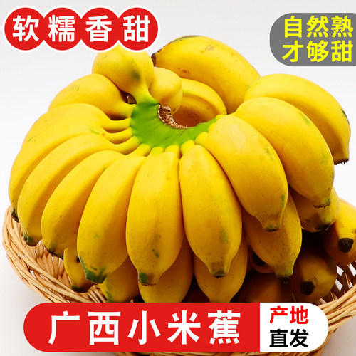 广西小米蕉香蕉新鲜水果小香芭蕉当季苹果蕉整箱自然熟青蕉包邮5