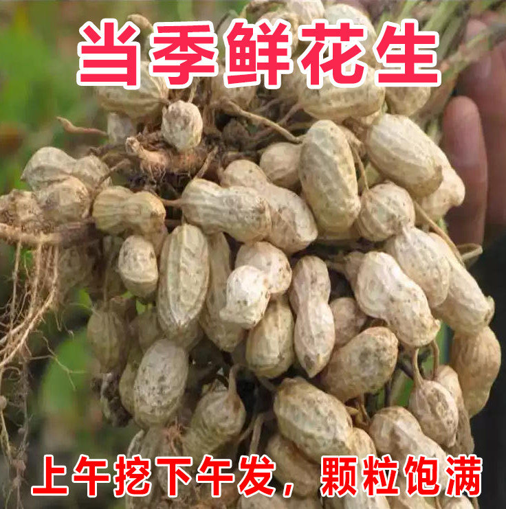 2026年新鲜湿花生带泥带壳农家早花生现挖现发红皮粉皮白皮花生