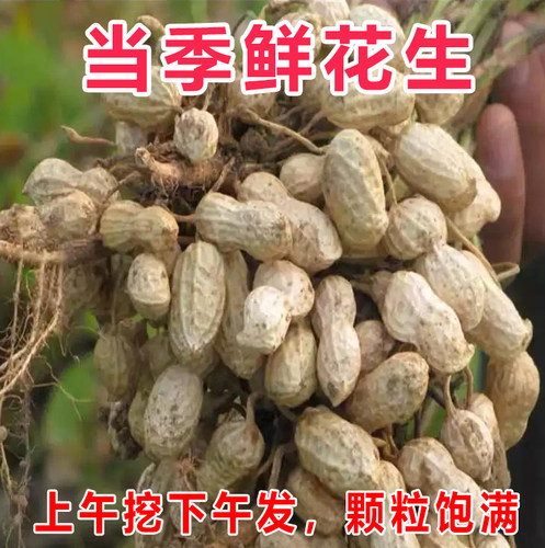 2026年新鲜湿花生带泥带壳农家早花生现挖现发红皮粉皮白皮花生