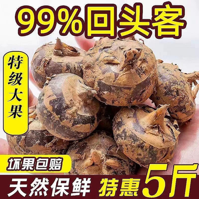 湖北大马蹄荸荠新鲜即食当季水果蔬菜珍珠马蹄果现挖脆甜整箱包邮