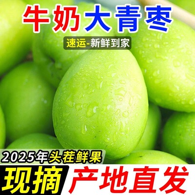 福建现货牛奶枣大青枣5新鲜冬枣贵妃鲜枣新鲜水果脆枣子东枣包邮