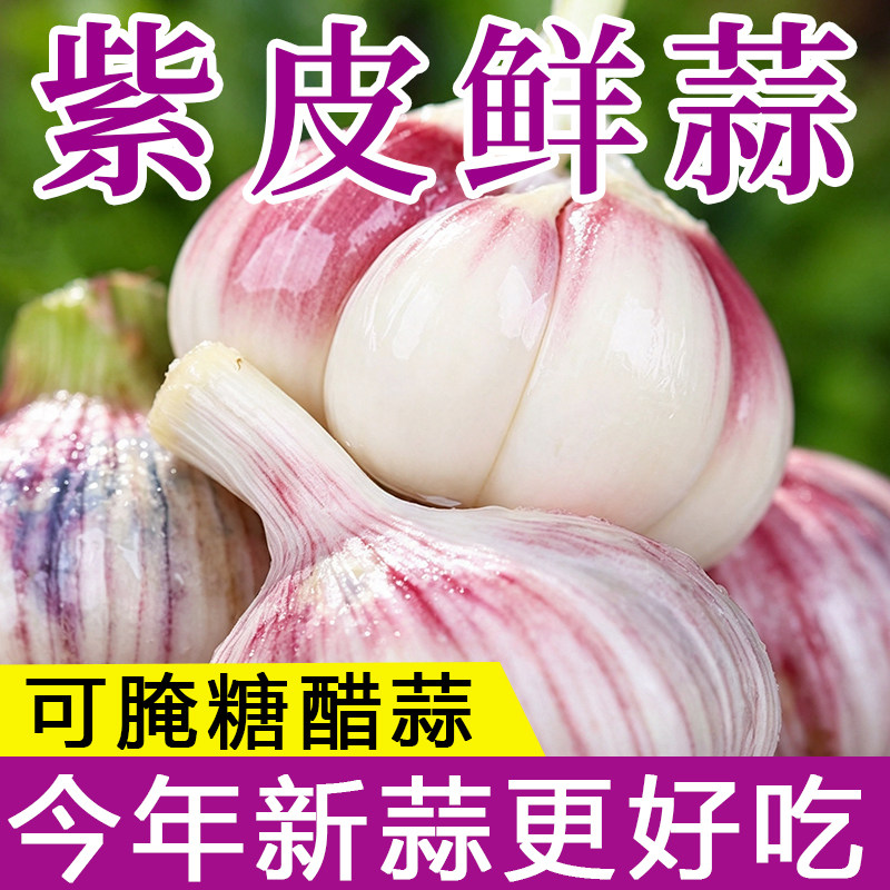26年新鲜紫皮大蒜腊八蒜多瓣蒜新鲜蒜现挖蒜头泡蒜大蒜头农家自产