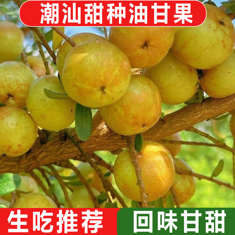 新鲜油甘果5斤余甘果牛甘子当季现摘油柑滇橄榄孕妇酸甜水果3包邮
