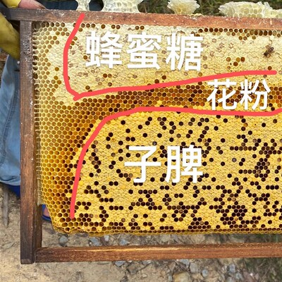 土蜜蜂优质中蜜蜂中蜂蜂群带王带子脾阿坝蜂王蜂群养殖带箱包活