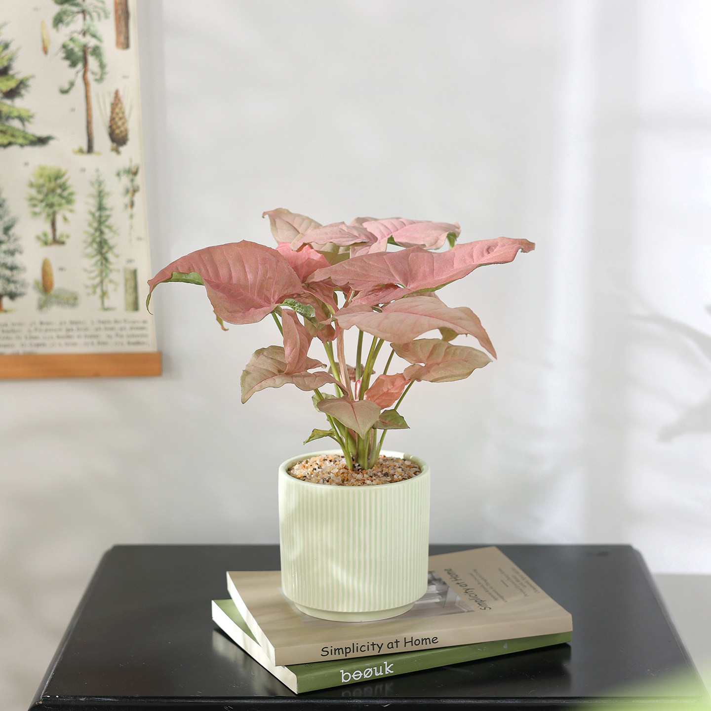 红粉佳人合果芋竹芋盆栽办公室桌面室内客厅花卉绿植四季观叶植物,鲜花速递/花卉仿真/绿植园艺,绿植,淘宝优惠券,粉丝福利购,淘宝优惠卷