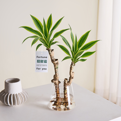 水培植物美人桩巴西铁盆栽绿植