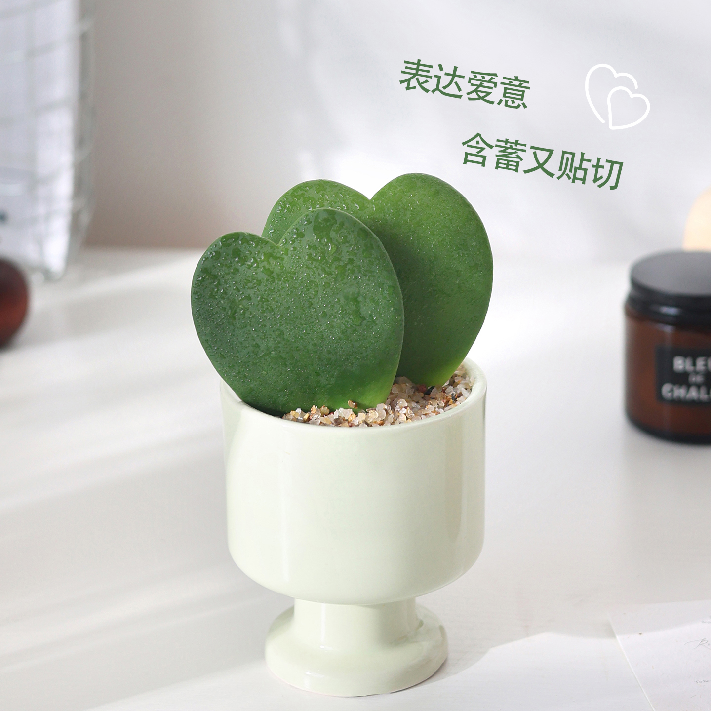 一片心叶球兰盆栽多肉植物室内桌面摆件绿植幼儿园教师节七夕礼物